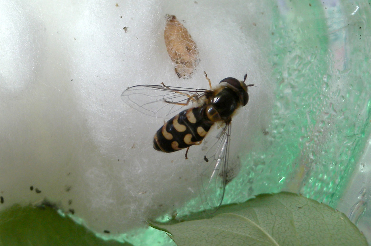 Syrphidae: Scaeva dignota da larva ad adulto